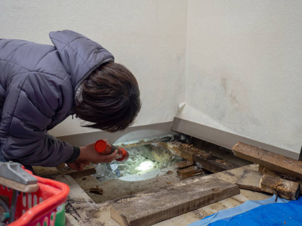  Nicholasville, KY Mold Removal Pros