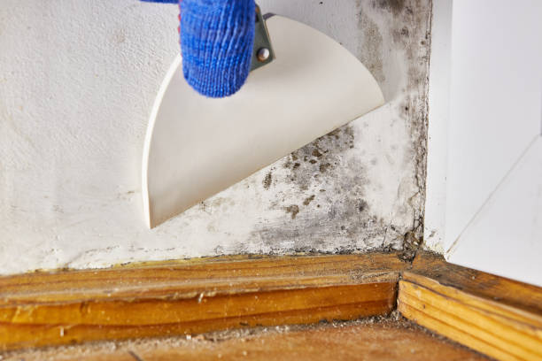 Mold Removal for HVAC Installations in Nicholasville, KY